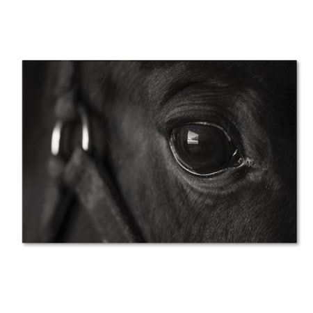 Thom Sivo 'Horse Eye View' Canvas Art,16x24